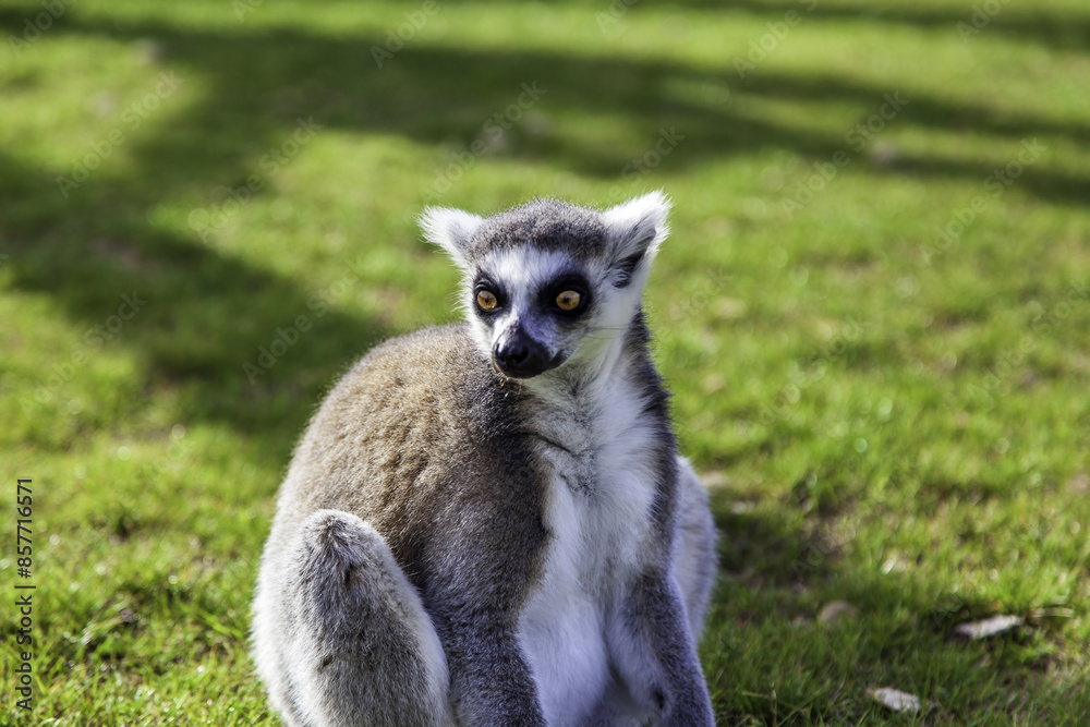 Lemurs in the wild Lemurs in the wild