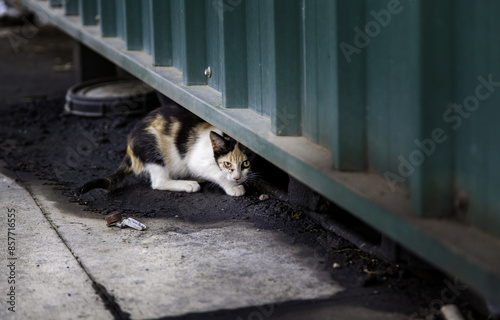 Stray cats in the street