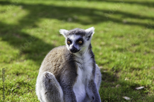 Lemurs in the wild