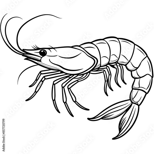illustration of a shrimp