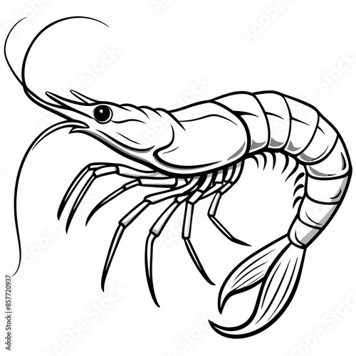 illustration of a shrimp