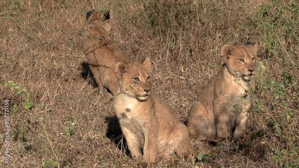 Lion cubs, looking around curiously in the early morning hours at Kruger national park. Lion cubs, looking around curiously in the early morning hours at Kruger national park.