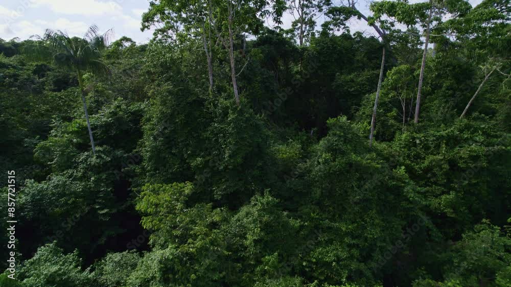 Aerial: Thick canopy green jungle trees in the Amazon rainforest, large vegetation Aerial: Thick canopy green jungle trees in the Amazon rainforest, large vegetation