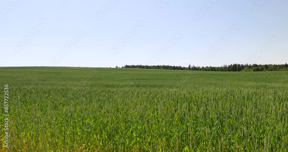 green cereals growing in the field before harvest, cultivation of natural eco-friendly food green cereals growing in the field before harvest, cultivation of natural eco-friendly food