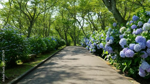 Beautiful street of many blue hydrangea flowers blooming on June, Mt.Shiude in Kagawa Prefecture in Japan, Nature or outdoor, 4K Slow motion photo