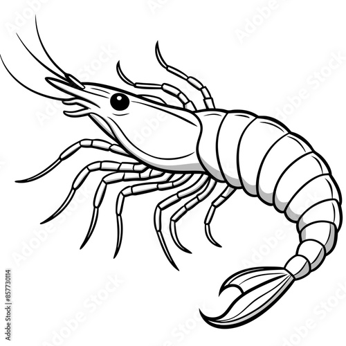 illustration of a shrimp