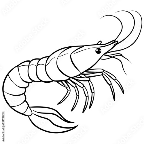 illustration of a shrimp