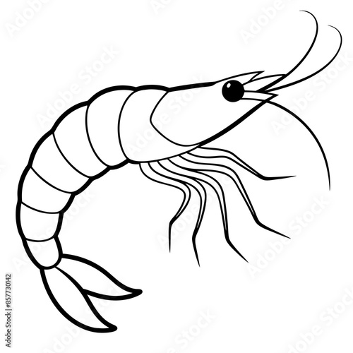 illustration of a shrimp