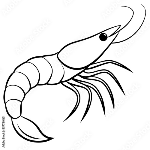 illustration of a shrimp