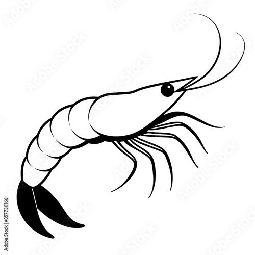 illustration of a shrimp