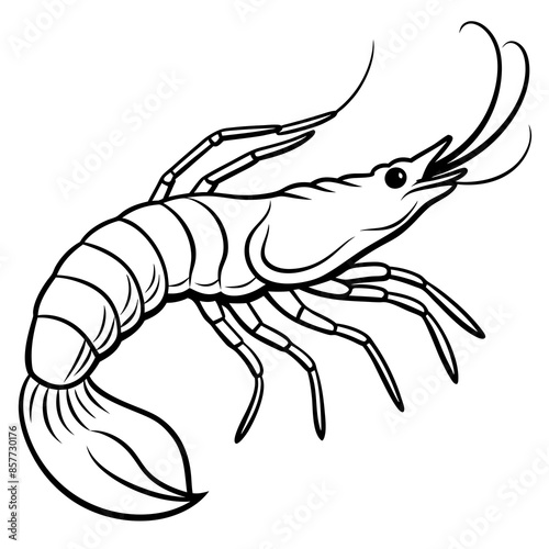 illustration of a shrimp