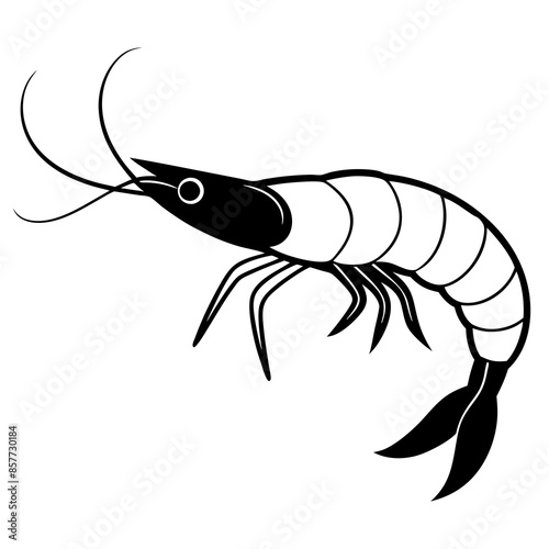 illustration of a shrimp