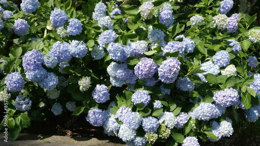 Beautiful street of many blue hydrangea flowers blooming on June, Mt.Shiude in Kagawa Prefecture in Japan, Nature or outdoor, 4K Slow motion Beautiful street of many blue hydrangea flowers blooming on June, Mt.Shiude in Kagawa Prefecture in Japan, Nature or outdoor, 4K Slow motion