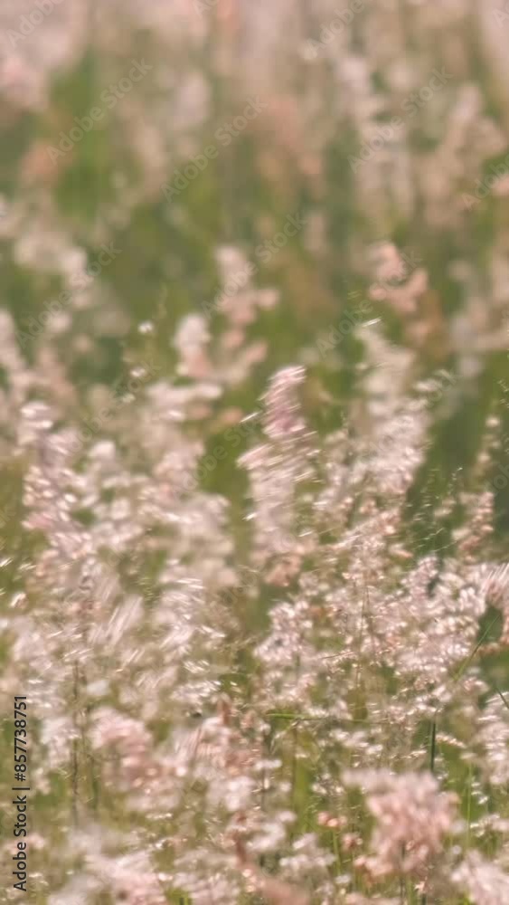 Beautiful flowers field meadow in sunset lights. Slow motion.
Beautiful flowers field meadow in sunset lights. Slow motion.
