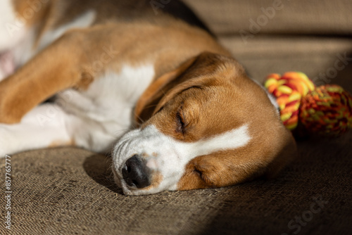 Close-up of a beagle puppy sleeping on a couch with a toy