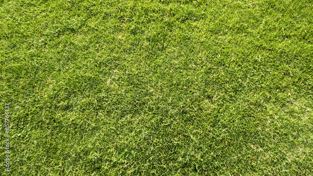 Obraz premium Green grass background.Green grass texture