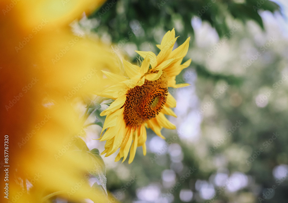 Blooming field of sparkling sunflowers Blooming field of sparkling sunflowers