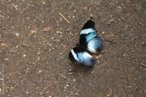 schöner Schmetterling