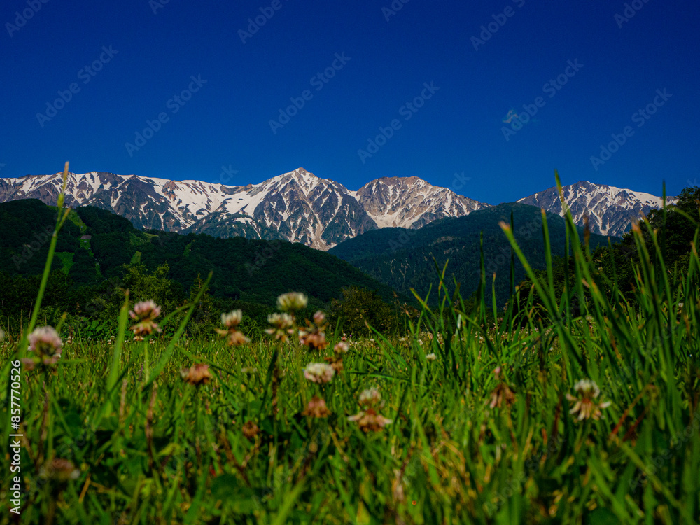 Fototapeta premium 新緑と残雪の北アルプス 白馬三山