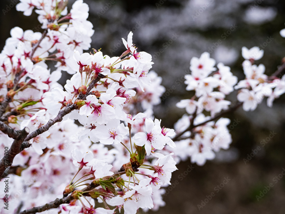 【青森】弘前公園の満開の桜のアップ
