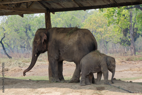 Elephant family in the Elephant Breeding Center at Chitwan National Park in Nepal  photo