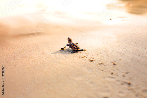 Little Sea Turtle Cub, Crawls along the Sandy shore in the direction of the ocean to Survive, Hatched, New Life, Saves, Way to life, Tropical Seychelles, footprints in the sand, forward to a new life