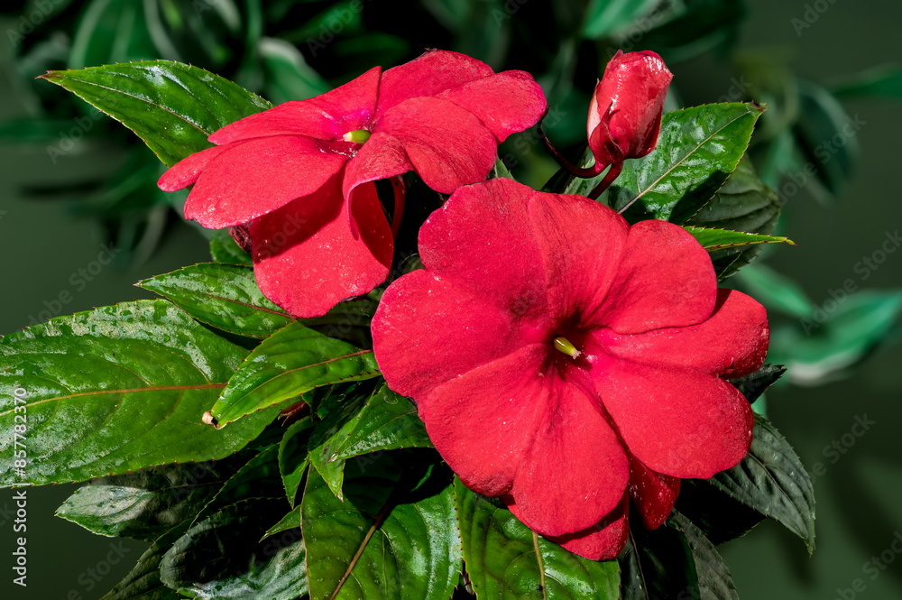 Obraz premium Blooming red impatiens hawkeri flowers on a green background