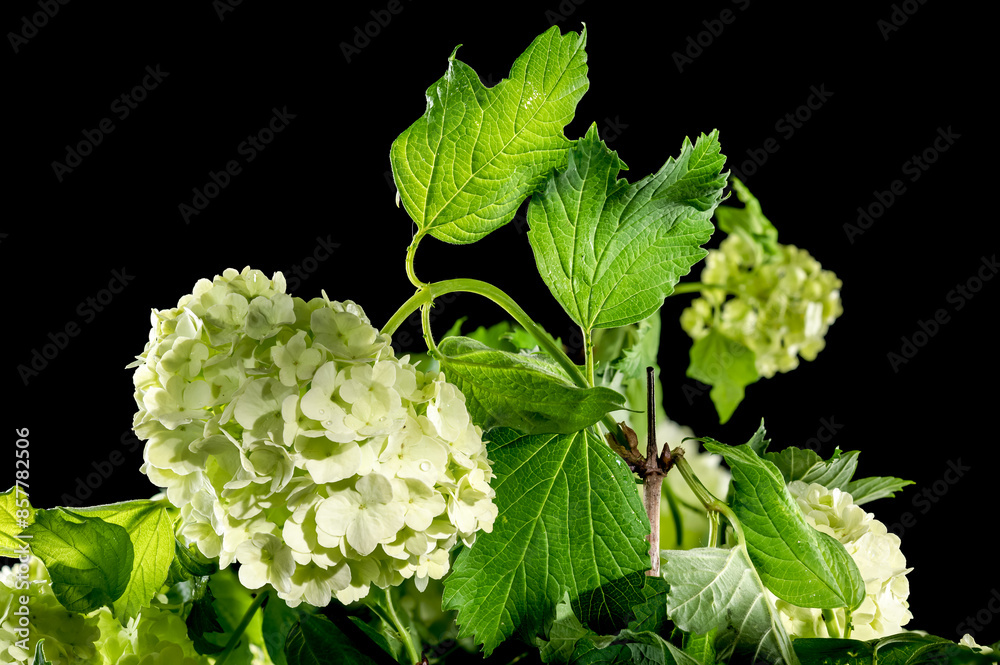 Blooming white viburnum on a black background Blooming white viburnum on a black background