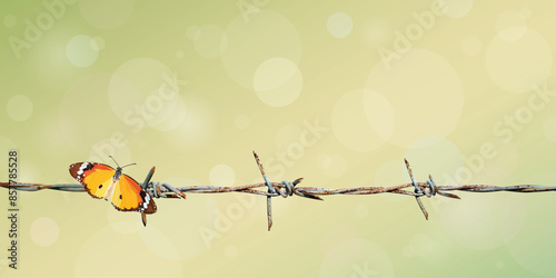 Butterfly on old barb wire have blurred natural green and bokeh background graphic illustrated have blank space.