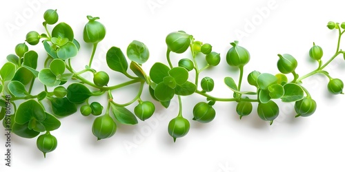 String of Pearls Senecio Rowleyanus isolated on white background for printing design. Concept String of Pearls Senecio Rowleyanus, White Background, Printing Design, Indoor Plant Illustration