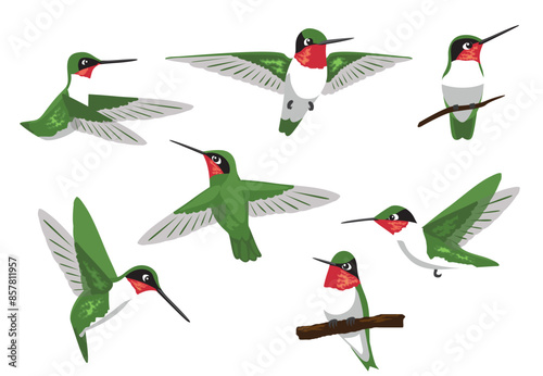 Ruby-Throated Hummingbird Bird Poses Vector Illustration