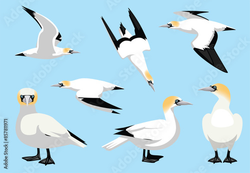 Northern Gannet Bird Flying Standing Poses Vector Illustration