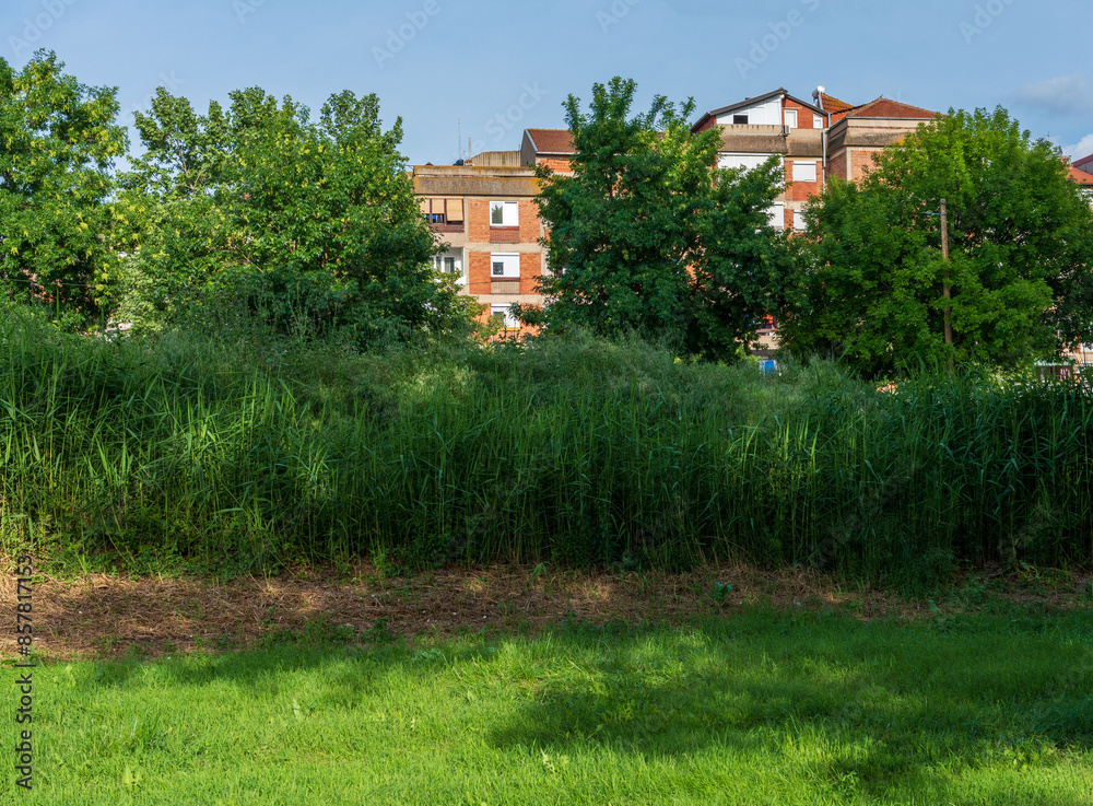 Green Oasis. Grass Field Park with Trees and Building Architecture in the Background. Green Oasis. Grass Field Park with Trees and Building Architecture in the Background.