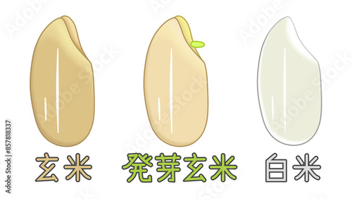 玄米と発芽玄米と白米