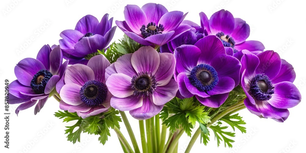 A Bouquet Of Purple Anemone Flowers Isolated On A White Background. A Bouquet Of Purple Anemone Flowers Isolated On A White Background.