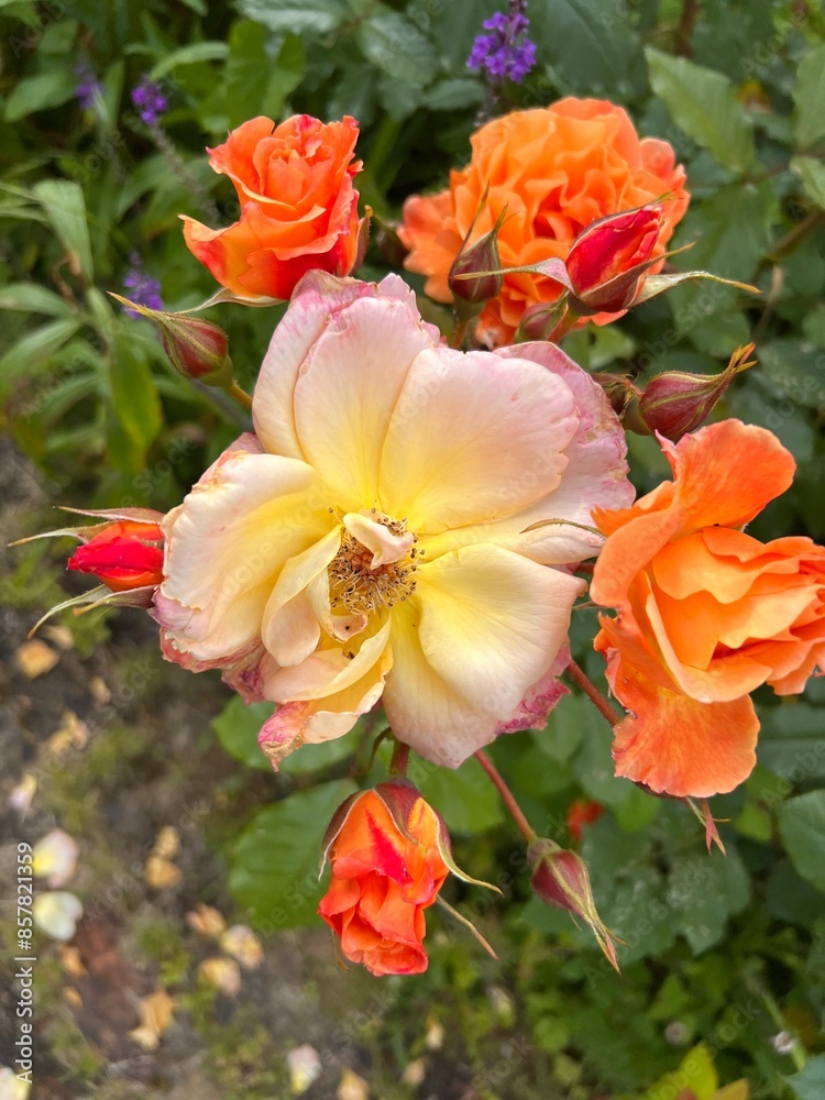 Close up of beautiful rose bush of flowers the apricot peach pink colour roses home in full bloom grow in organic English country nature garden in Summer with lush green healthy bush green leaves Close up of beautiful rose bush of flowers the apricot peach pink colour roses home in full bloom grow in organic English country nature garden in Summer with lush green healthy bush green leaves