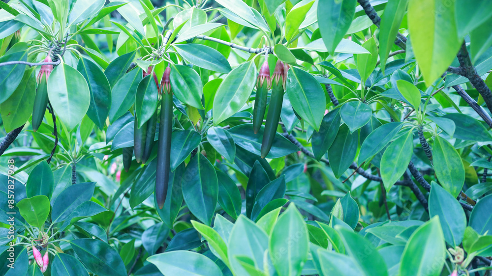 Obraz premium Green mangrove fruit on the tree. Closeup of young fruit hanging on a tree (Bruguiera gymnorrhiza (L.) Savigny), a mangrove medicinal plant of Thailand that cures diarrhea and malaria. Selective focus