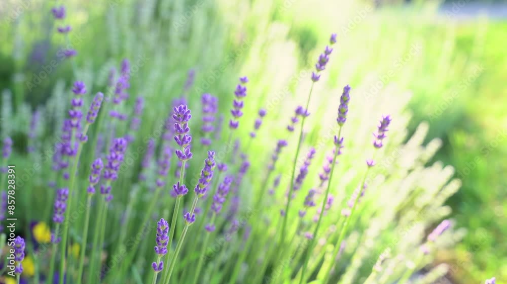 Lavender flower blooming. Bright natural background with sunny light. Lavender flower blooming. Bright natural background with sunny light.