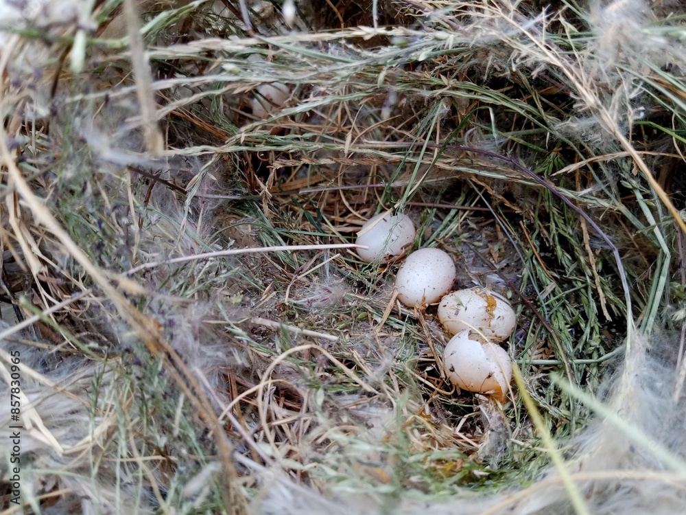 Eggs in a birds nest. whole and broken bird eggs in the nest Eggs in a birds nest. whole and broken bird eggs in the nest