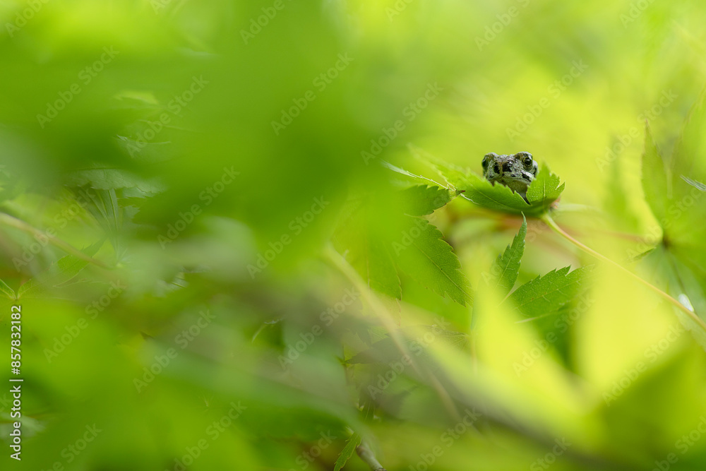Hiding among the leaves, the young tree frog (Hyla arborea) Hiding among the leaves, the young tree frog (Hyla arborea)