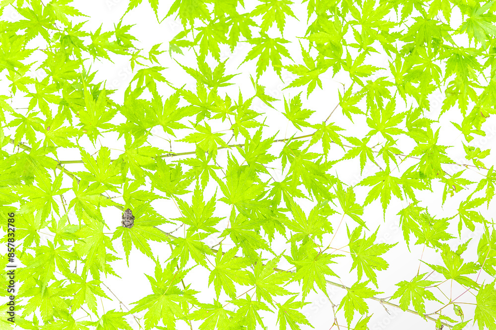 Fototapeta premium Among maple leaves, European tree frog on white background (Hyla arborea)