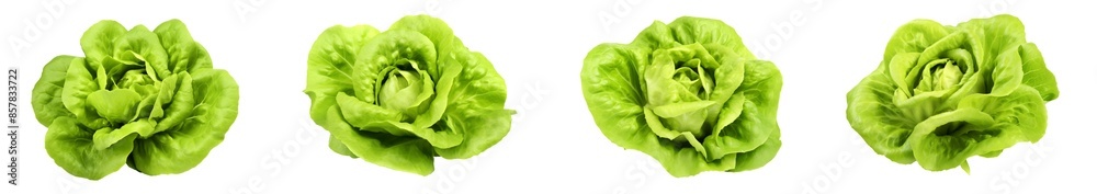 green butter lettuce vegetable or salad isolated on white back ground green butter lettuce vegetable or salad isolated on white back ground