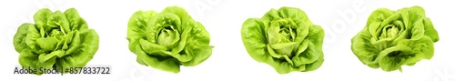 green butter lettuce vegetable or salad isolated on white back ground