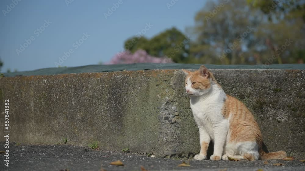 桜咲く春の公園でくつろぐ地域猫 （滋賀県長浜市）