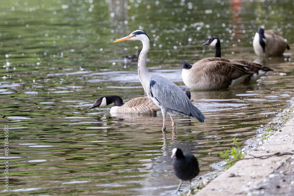 Grey Heron bird and Canada geese on edge of lake in Hyde park, London Grey Heron bird and Canada geese on edge of lake in Hyde park, London