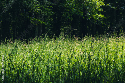 Photos prairie à la lisière de la forêt sombre