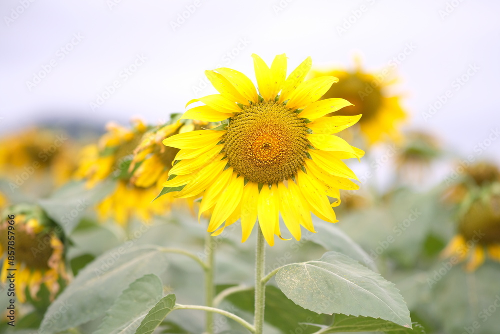 Fototapeta premium Sunflower 