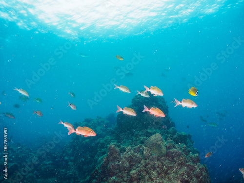 Wallpaper Mural 美しいメジナ（イスズミ科）、ホウライヒメジ（ヒメジ科）、チョウチョウウオ（チョウチョウウオ科）他の群れ。

日本国静岡県伊豆半島賀茂郡南伊豆町中木から渡し船で渡るヒリゾ浜にて。
2022年9月撮影。

Largescale Blackfish (Girella punctata), Whitesaddle goatfish (Parupeneus ciliatus), Oriental Torontodigital.ca