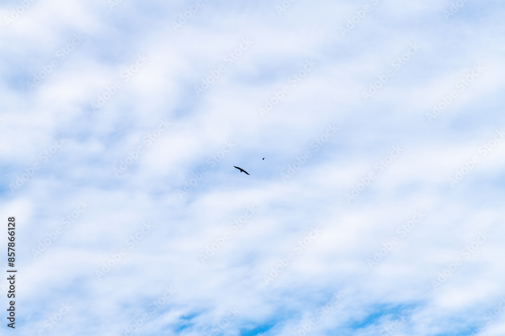 View of the flying falcons against the cloud View of the flying falcons against the cloud