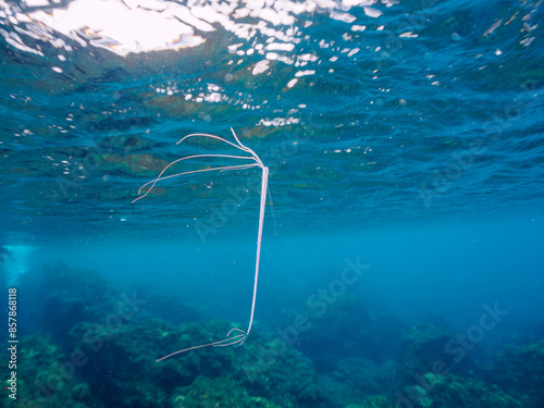 美しいリュウグウノツカイ（リュウグウノツカイ科）の幼魚のペア。
極稀に海流に乗って浮遊してくる、非常に希少な深海魚である。

日本国静岡県伊豆半島賀茂郡南伊豆町中木から渡し船で渡るヒリゾ浜にて。
2022年9月撮影。

A beautiful juvenile Oarfish, King of the Herring (Regalecus glesne).
 photo